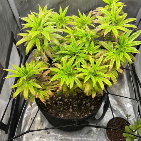 OG Kush growlog timeline photo