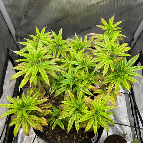 OG Kush growlog timeline photo