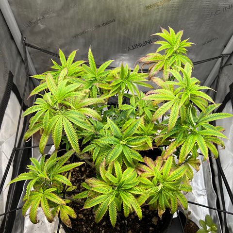 OG Kush growlog timeline photo