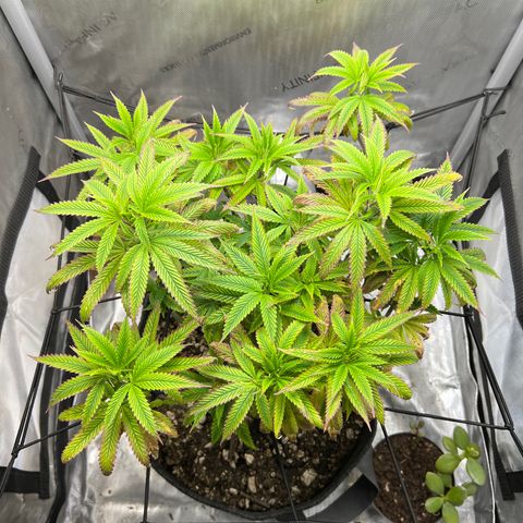 OG Kush growlog timeline photo