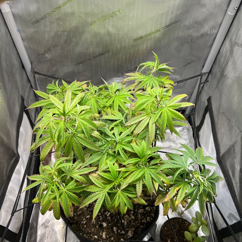 OG Kush growlog timeline photo
