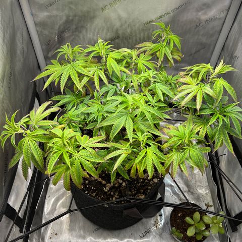 OG Kush growlog timeline photo