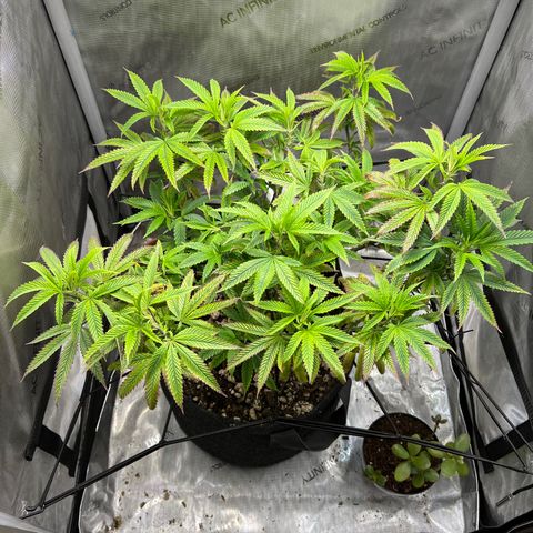 OG Kush growlog timeline photo
