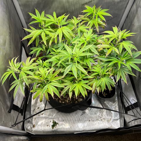 OG Kush growlog timeline photo