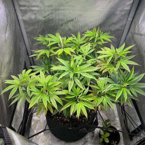 OG Kush growlog timeline photo