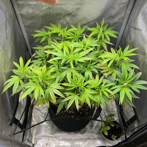 OG Kush growlog timeline photo