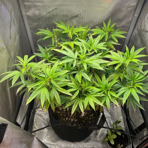 OG Kush growlog timeline photo