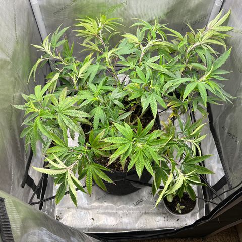 OG Kush growlog timeline photo