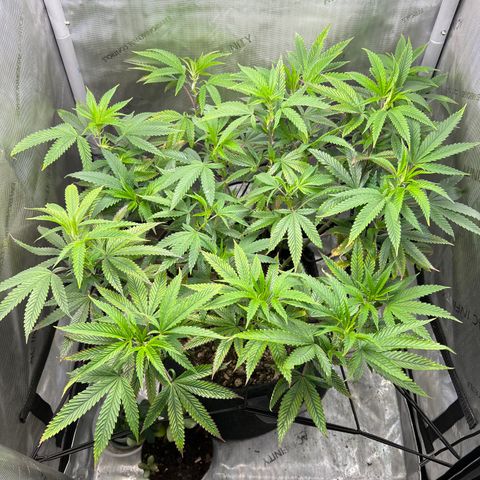 OG Kush growlog timeline photo