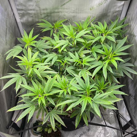 OG Kush growlog timeline photo