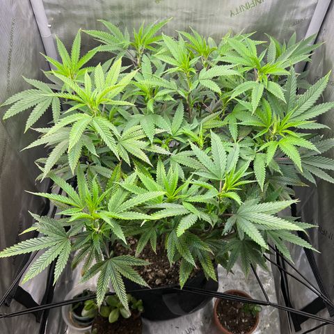 OG Kush growlog timeline photo