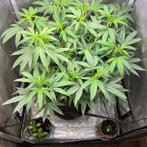 OG Kush growlog timeline photo