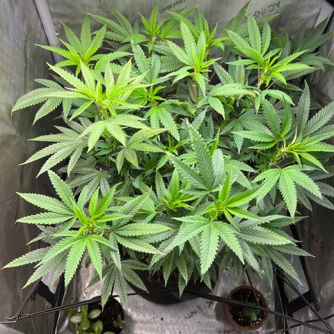 OG Kush growlog timeline photo