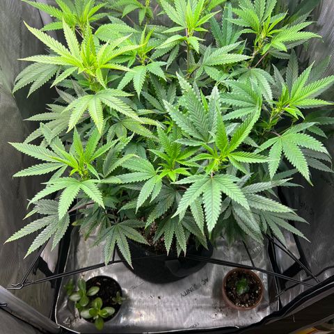 OG Kush growlog timeline photo