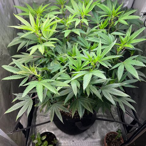 OG Kush growlog timeline photo
