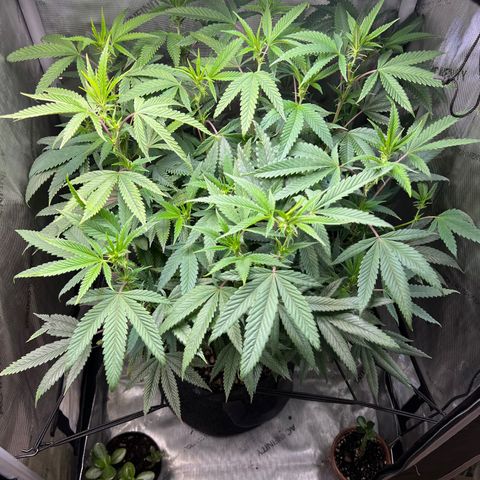 OG Kush growlog timeline photo