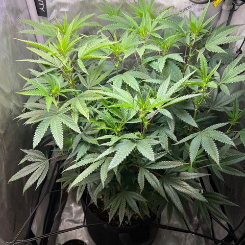OG Kush growlog timeline photo