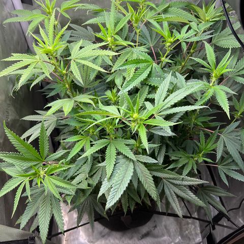 OG Kush growlog timeline photo