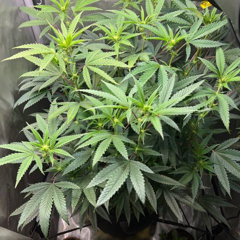 OG Kush growlog timeline photo