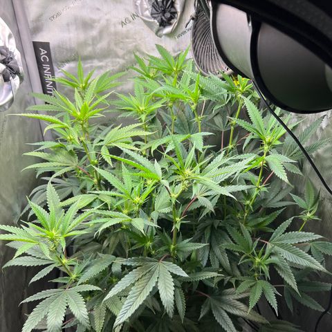 OG Kush growlog timeline photo