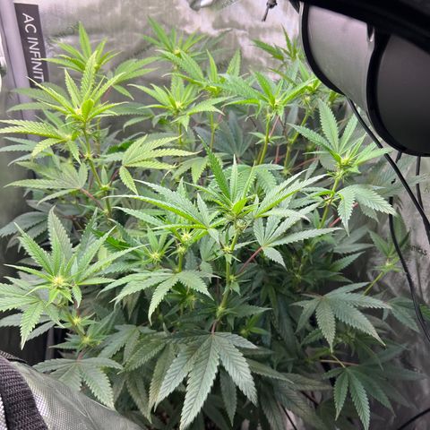 OG Kush growlog timeline photo