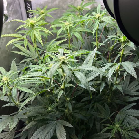 OG Kush growlog timeline photo