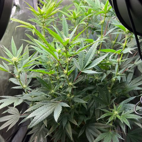 OG Kush growlog timeline photo