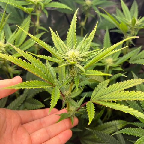 OG Kush growlog timeline photo