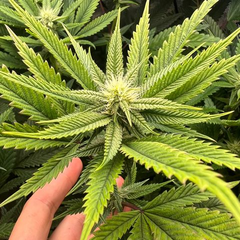 OG Kush growlog timeline photo
