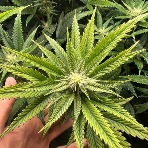 OG Kush growlog timeline photo