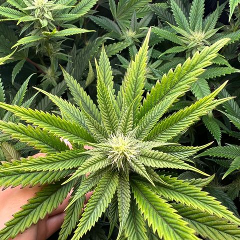 OG Kush growlog timeline photo