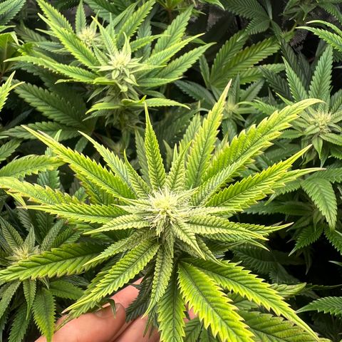 OG Kush growlog timeline photo