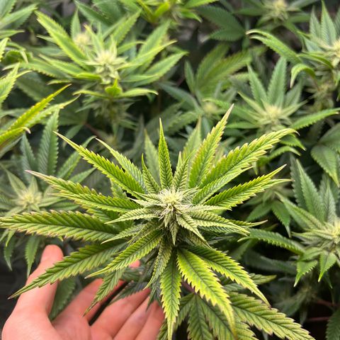 OG Kush growlog timeline photo