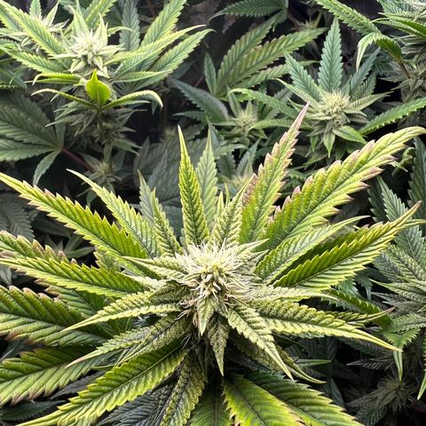 OG Kush growlog timeline photo