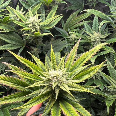 OG Kush growlog timeline photo