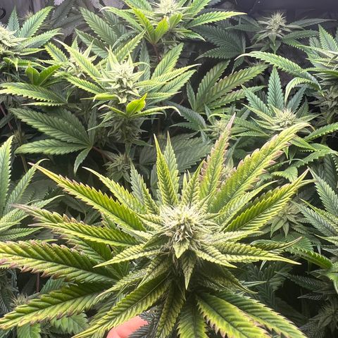 OG Kush growlog timeline photo