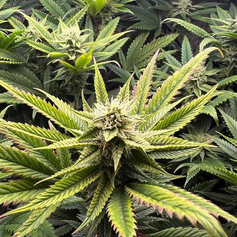 OG Kush growlog timeline photo