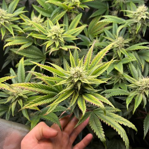OG Kush growlog timeline photo