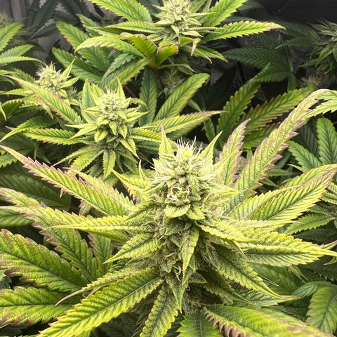 OG Kush growlog timeline photo