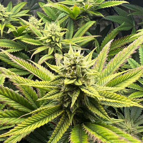 OG Kush growlog timeline photo