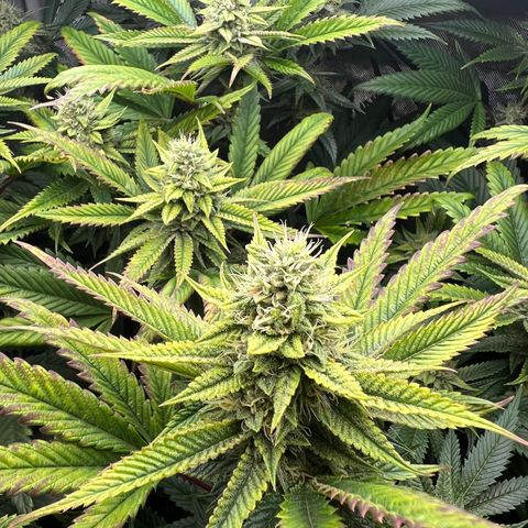 OG Kush growlog timeline photo