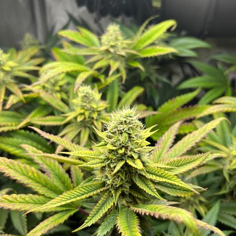 OG Kush growlog timeline photo