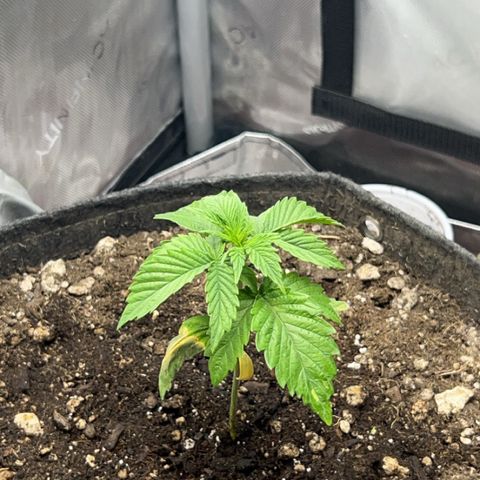 Blue Dream growlog timeline photo