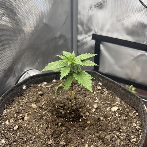 Blue Dream growlog timeline photo