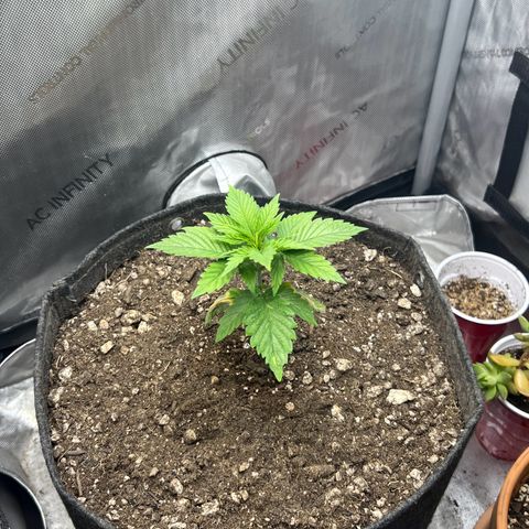 Blue Dream growlog timeline photo