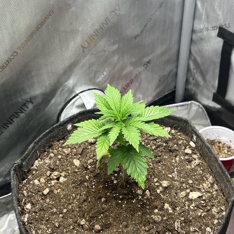 Blue Dream growlog timeline photo