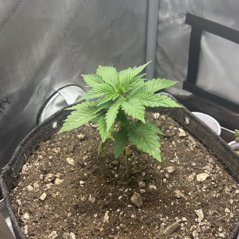 Blue Dream growlog timeline photo