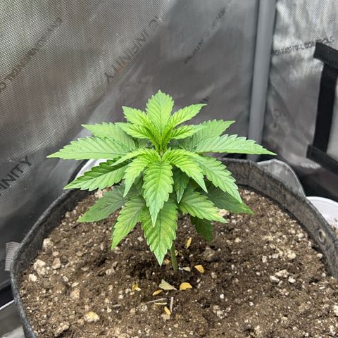Blue Dream growlog timeline photo
