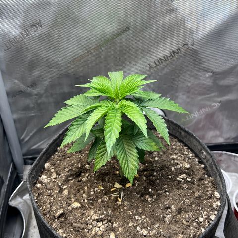 Blue Dream growlog timeline photo