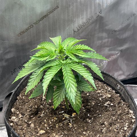 Blue Dream growlog timeline photo